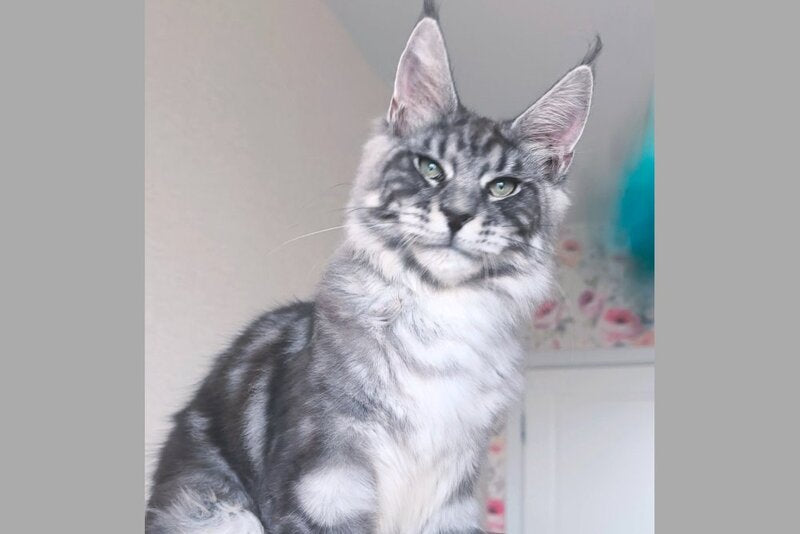 Nik Maine Coon male, black silver tabby