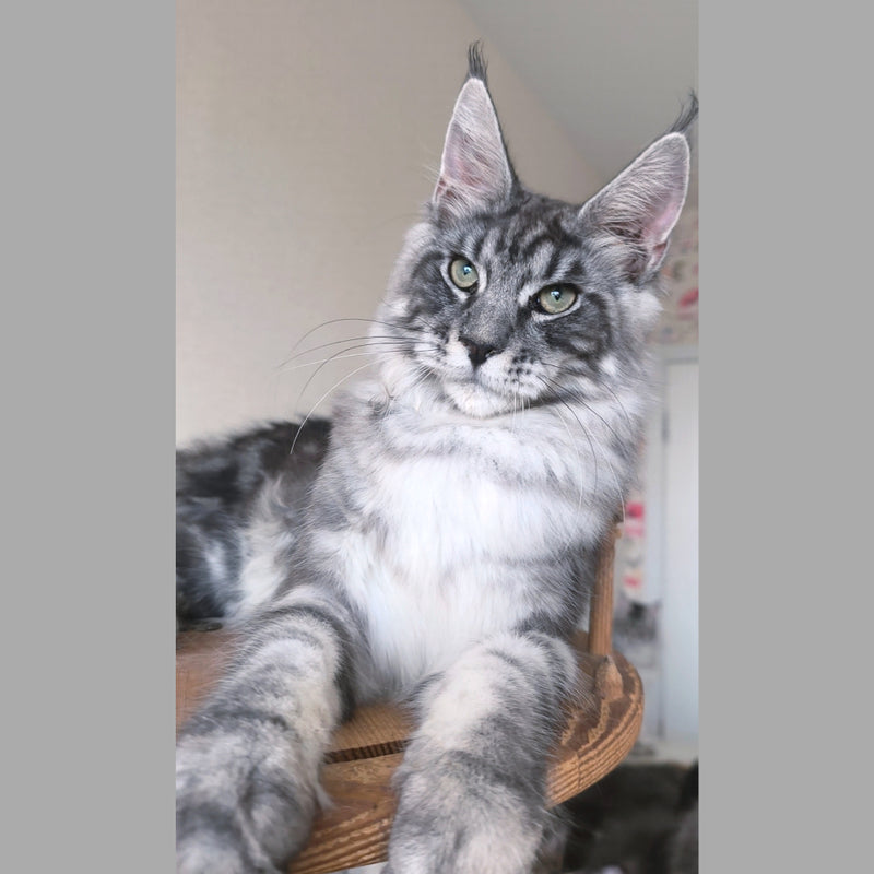 Nik Maine Coon male, black silver tabby