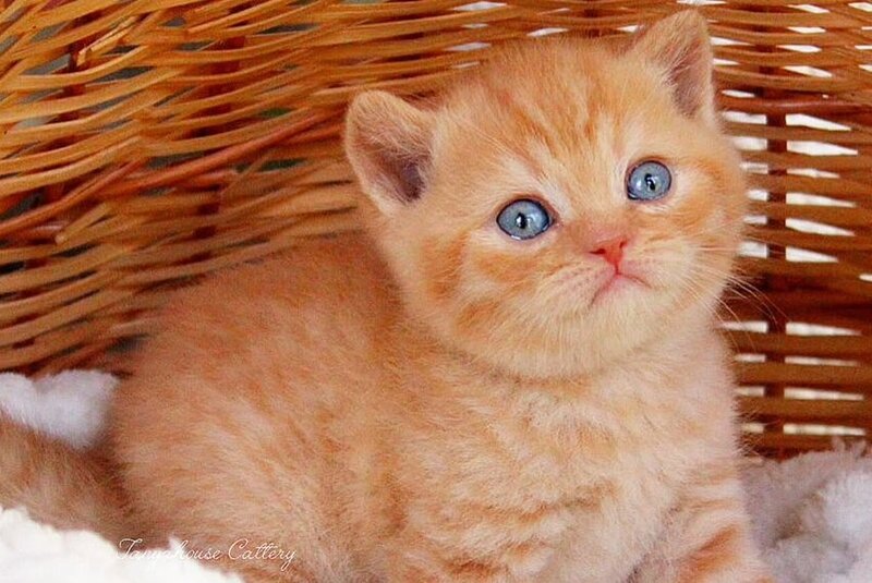 Patrick British Shorthair male, red