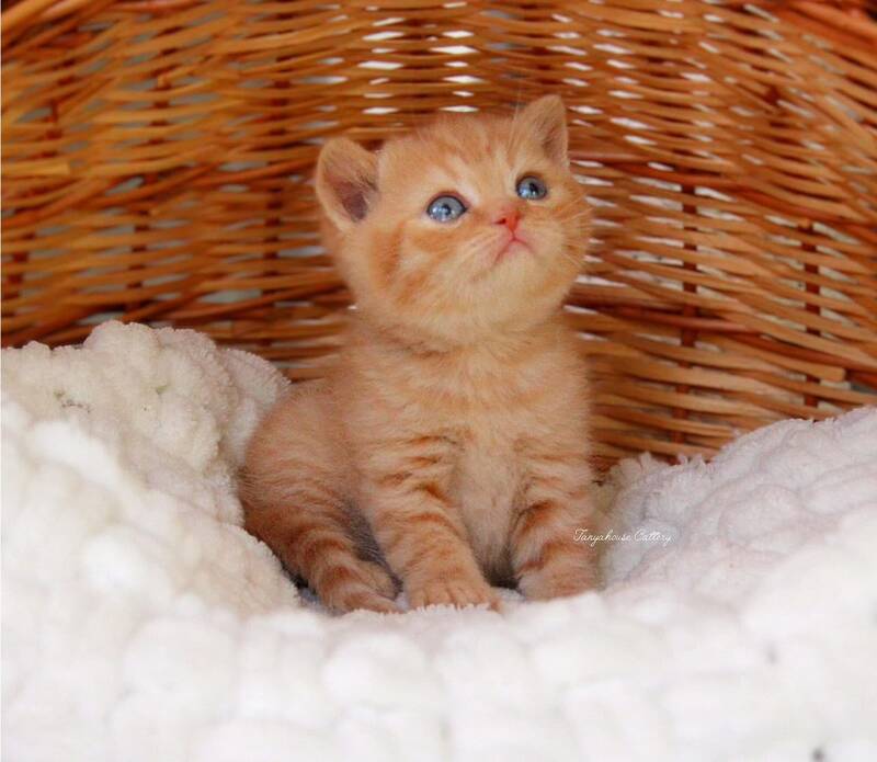 Patrick British Shorthair male, red