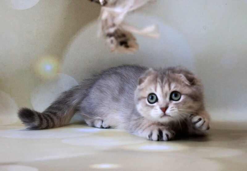 Uliana Scottish Fold female, blue golden spotted tabby