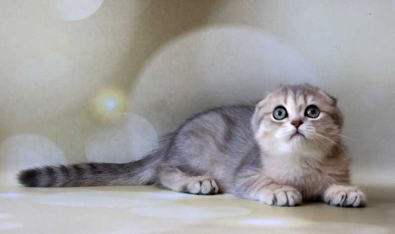 Uliana Scottish Fold female, blue golden spotted tabby