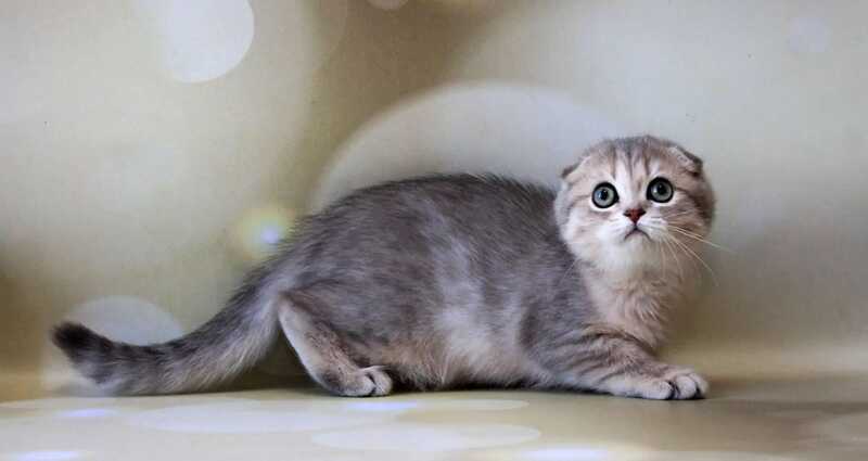 Uliana Scottish Fold female, blue golden spotted tabby