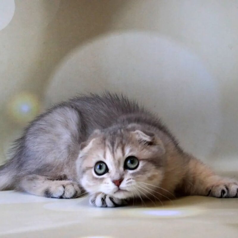 Uliana Scottish Fold female, blue golden spotted tabby