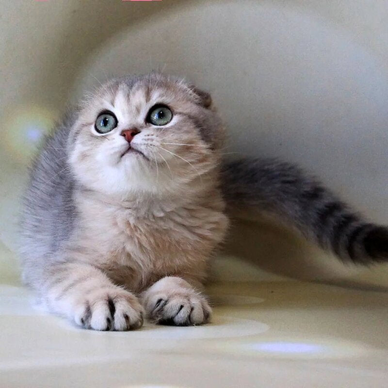 Uliana Scottish Fold female, blue golden spotted tabby