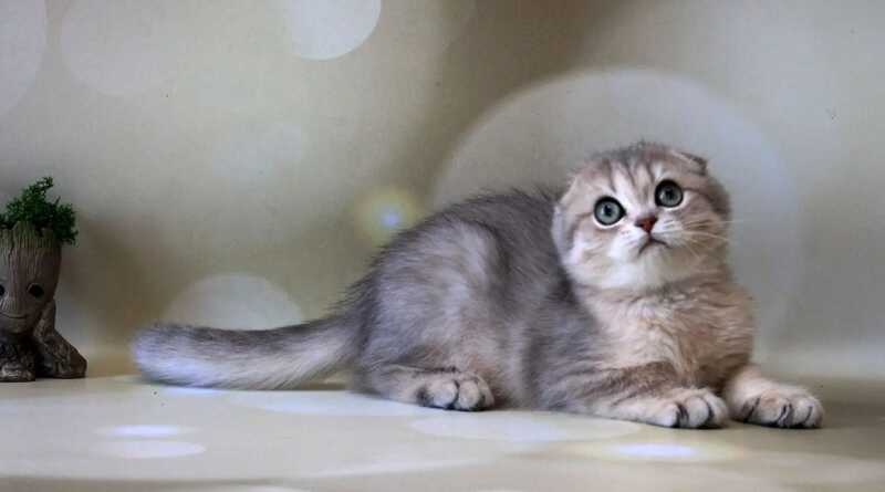 Uliana Scottish Fold female, blue golden spotted tabby