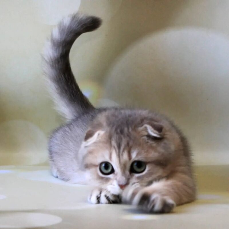 Uliana Scottish Fold female, blue golden spotted tabby
