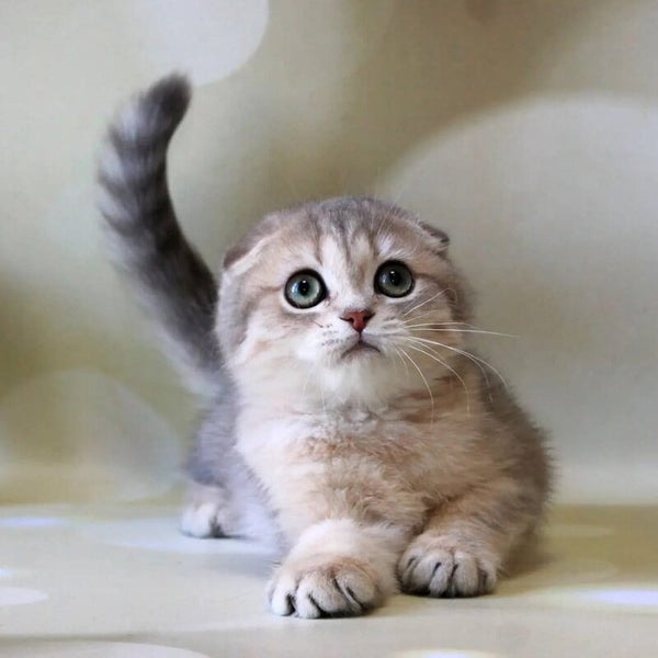 Uliana Scottish Fold female, blue golden spotted tabby