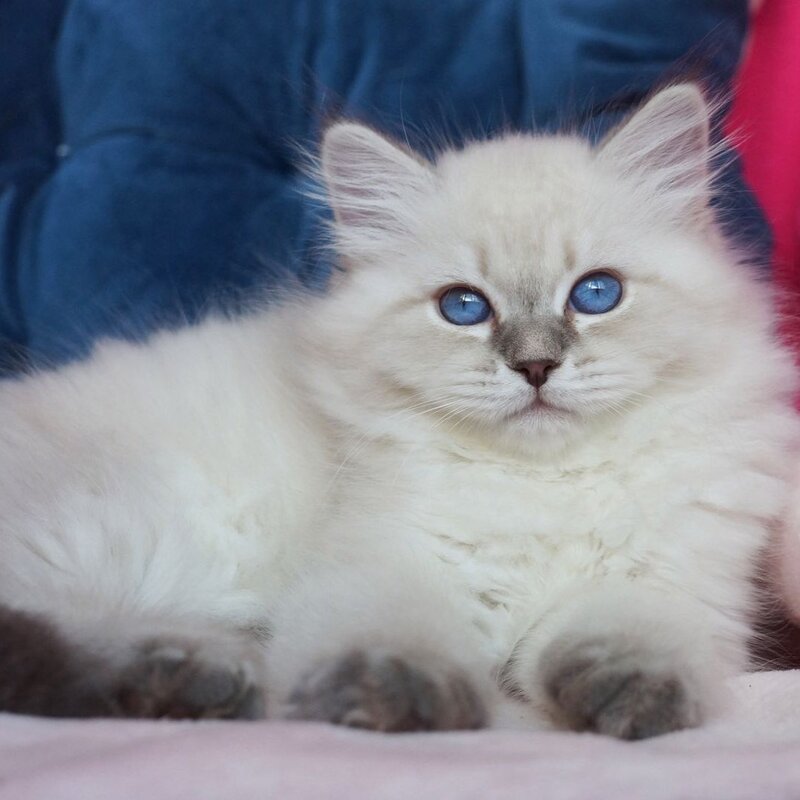 Justina Neva Masquerade female, blue tabby pointed