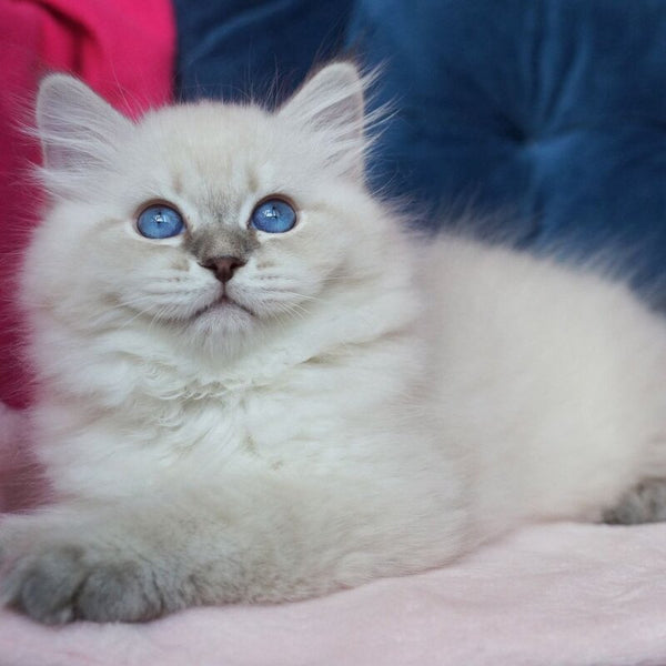 Justina Neva Masquerade female, blue tabby pointed
