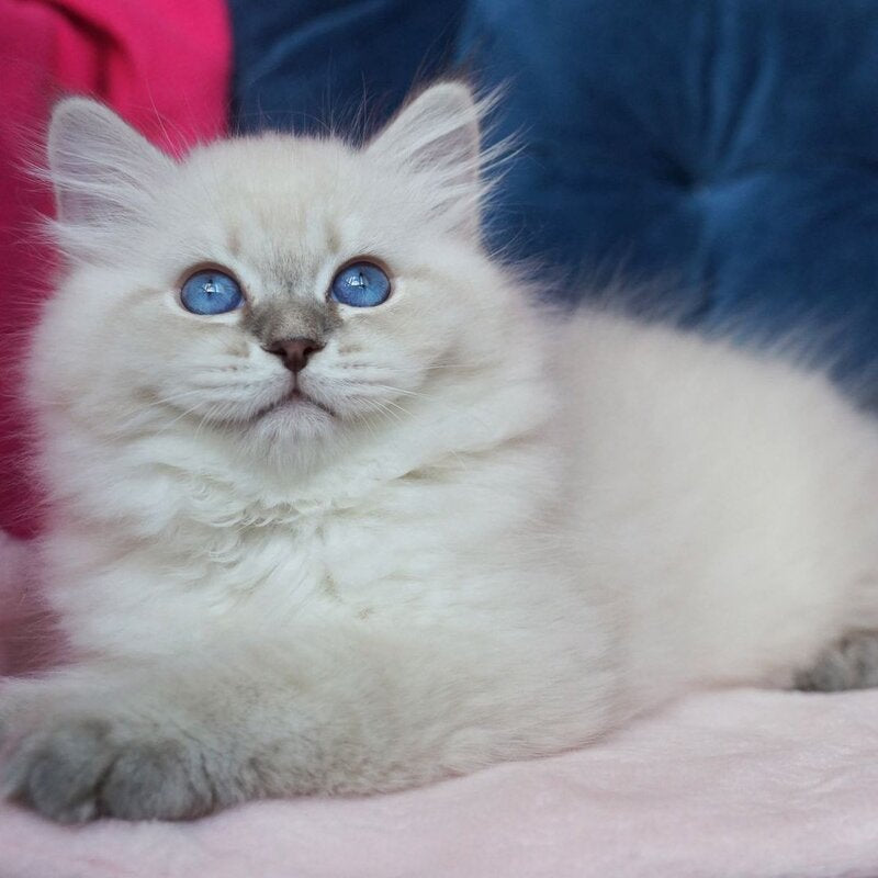 Justina Neva Masquerade female, blue tabby pointed