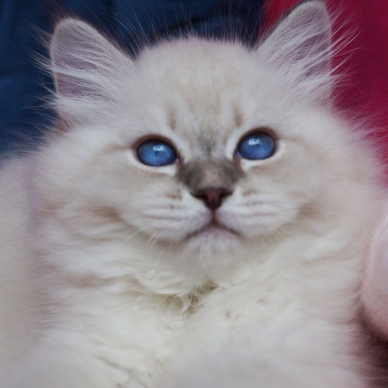 Justina Neva Masquerade female, blue tabby pointed