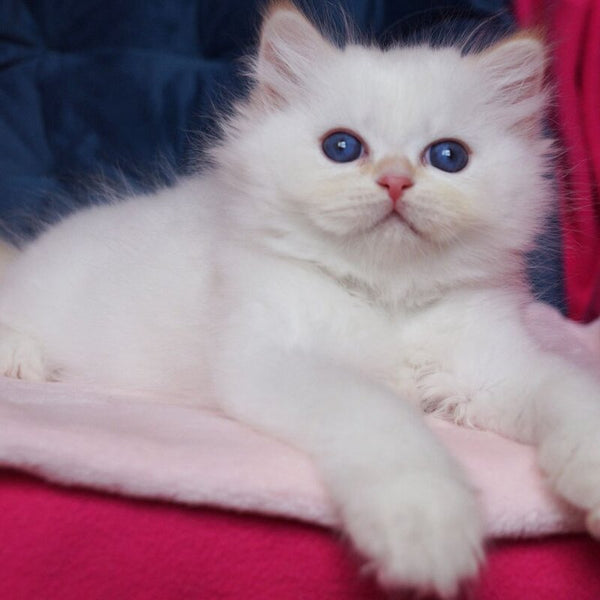 Amber Neva Masquerade male, red tabby pointed
