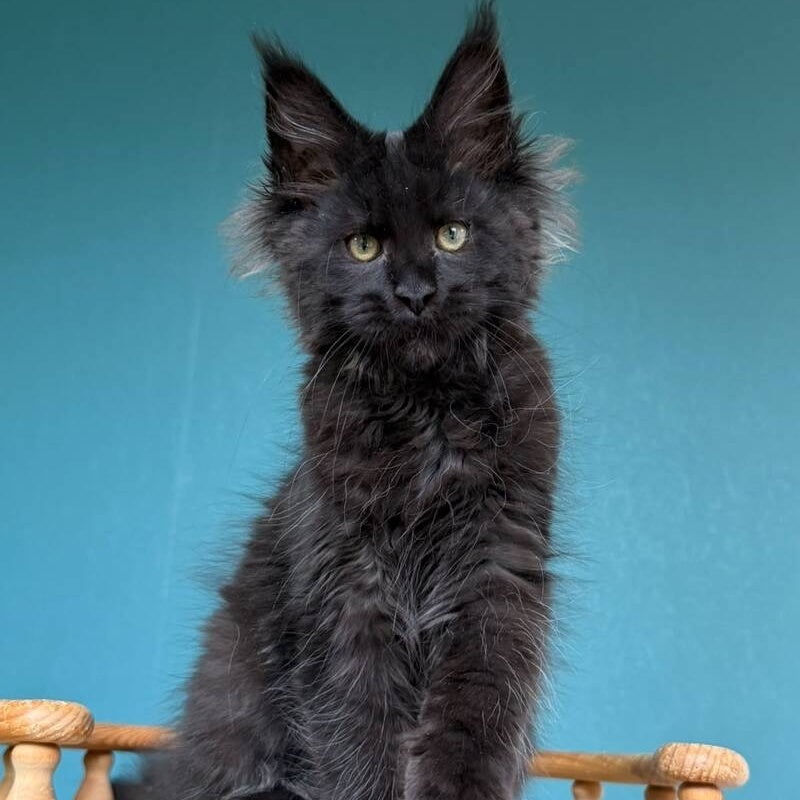 Tobias Maine Coon male, black
