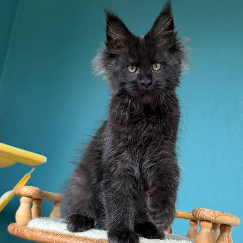 Tobias Maine Coon male, black