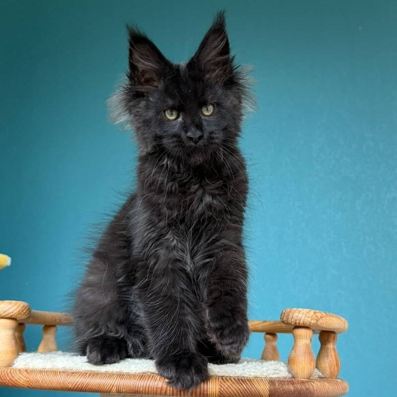 Tobias Maine Coon male, black