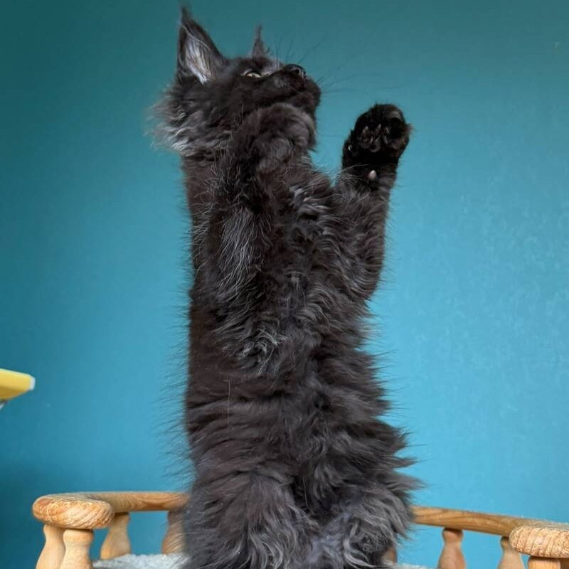Tobias Maine Coon male, black
