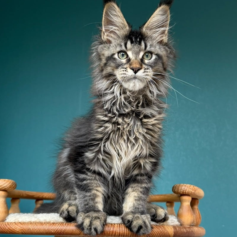 Tic Tak Maine Coon male, black tabby
