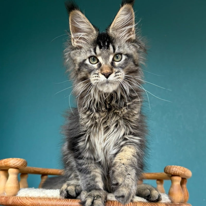Tic Tak Maine Coon male, black tabby