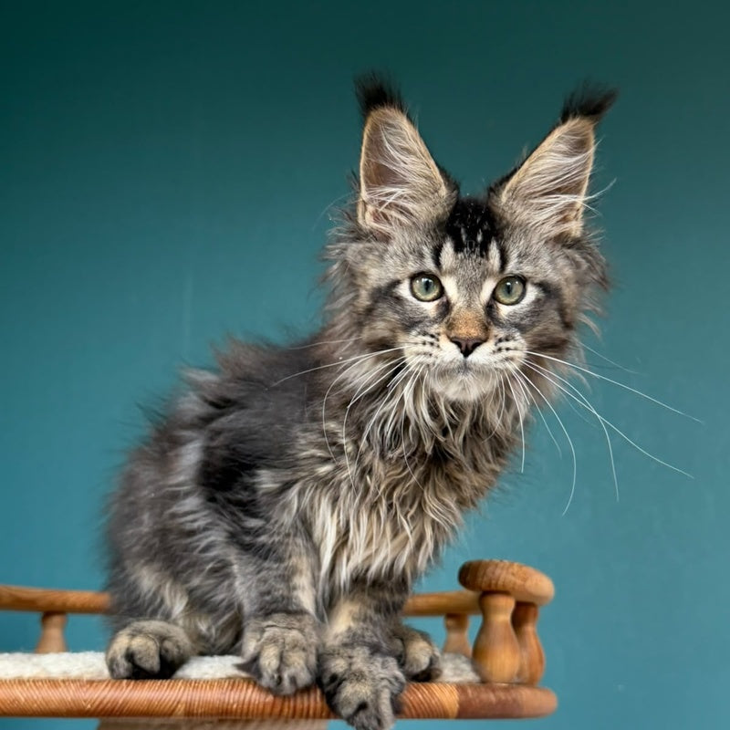 Tic Tak Maine Coon male, black tabby