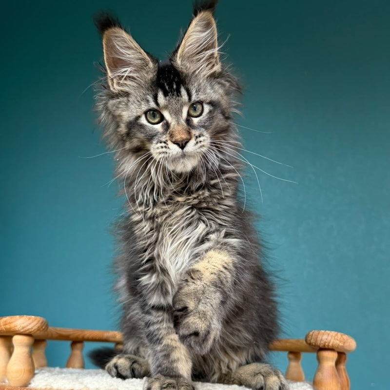 Tic Tak Maine Coon male, black tabby