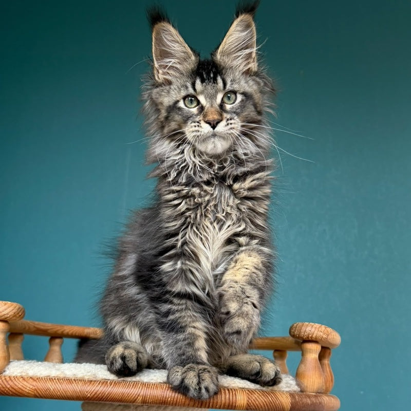 Tic Tak Maine Coon male, black tabby