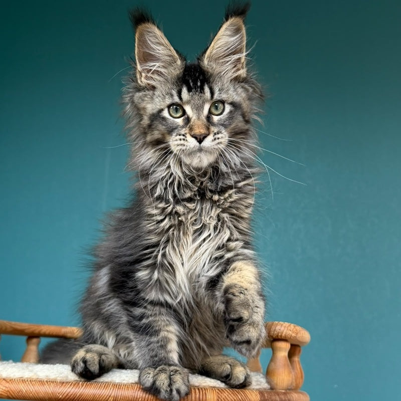 Tic Tak Maine Coon male, black tabby