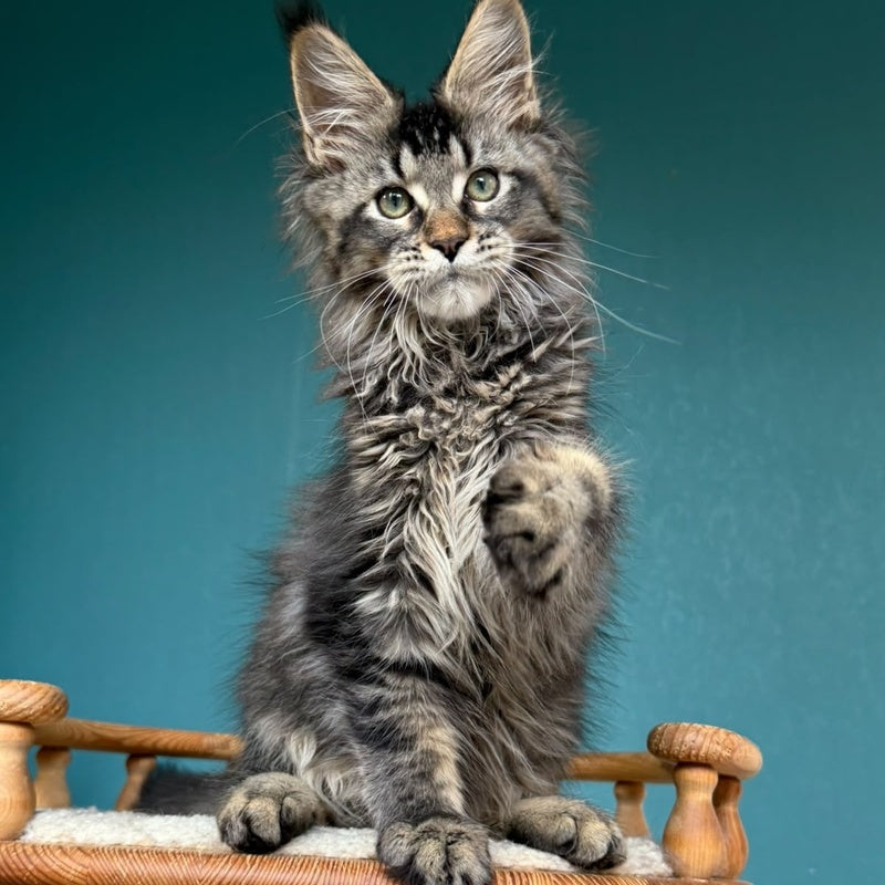 Tic Tak Maine Coon male, black tabby