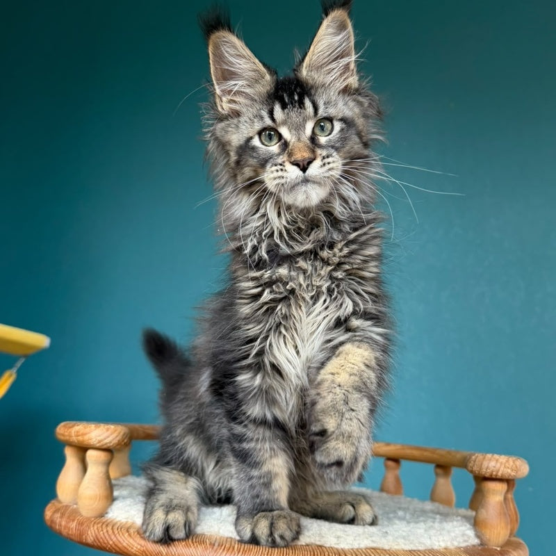 Tic Tak Maine Coon male, black tabby