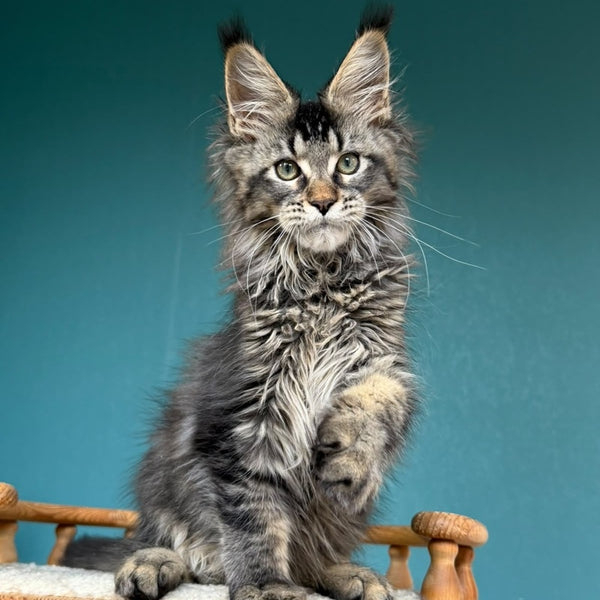 Tic Tak Maine Coon male, black tabby