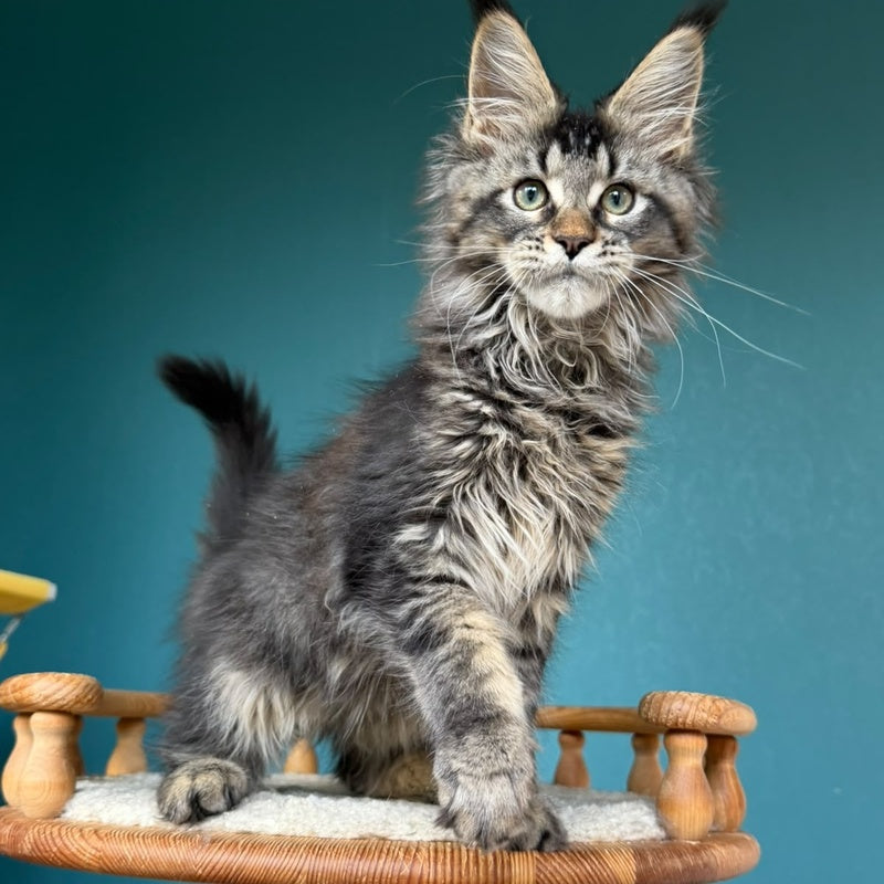 Tic Tak Maine Coon male, black tabby