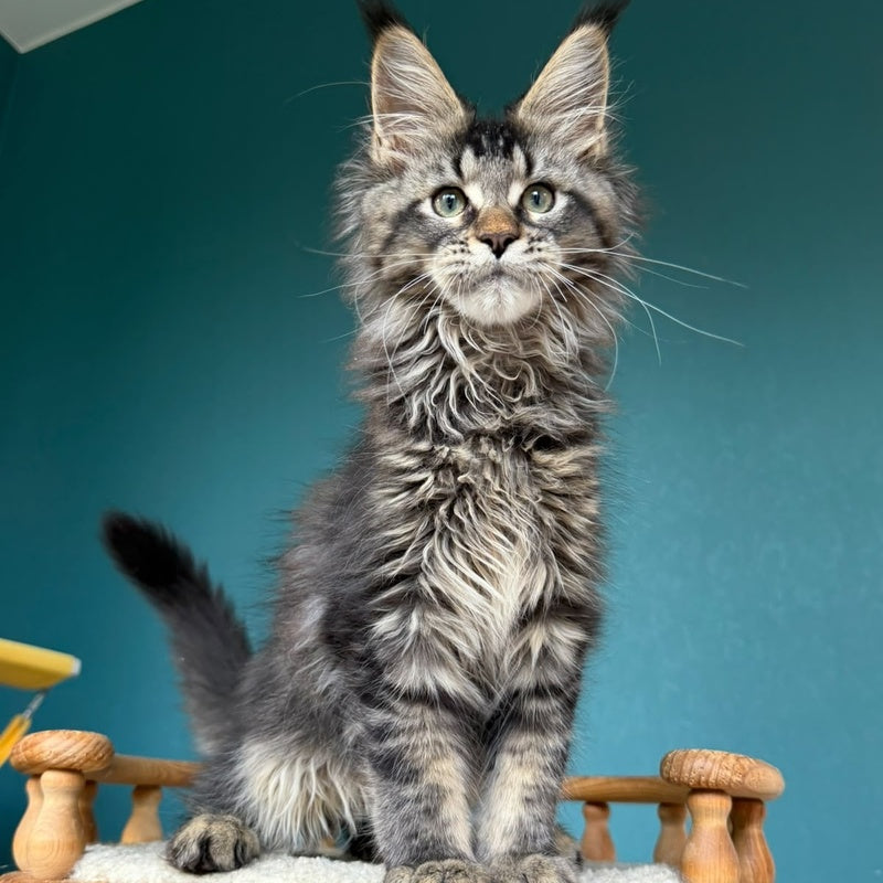 Tic Tak Maine Coon male, black tabby