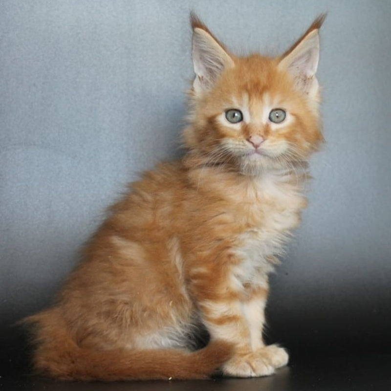 Angelica Maine Coon female, red tabby