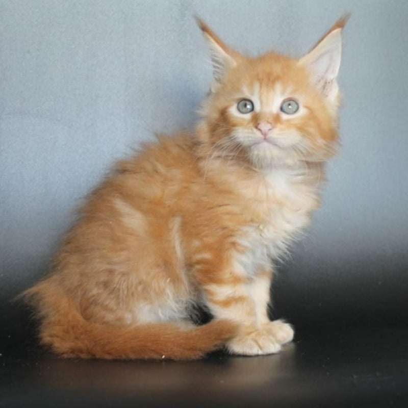 Angelica Maine Coon female, red tabby