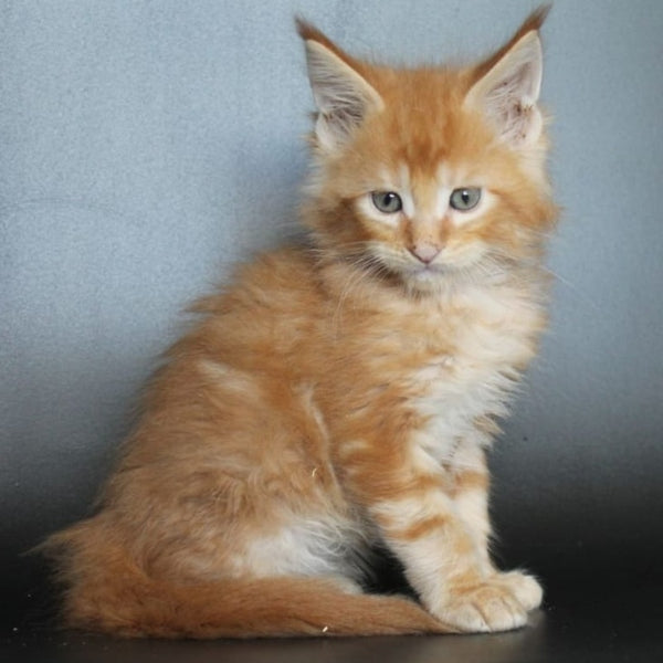 Angelica Maine Coon female, red tabby