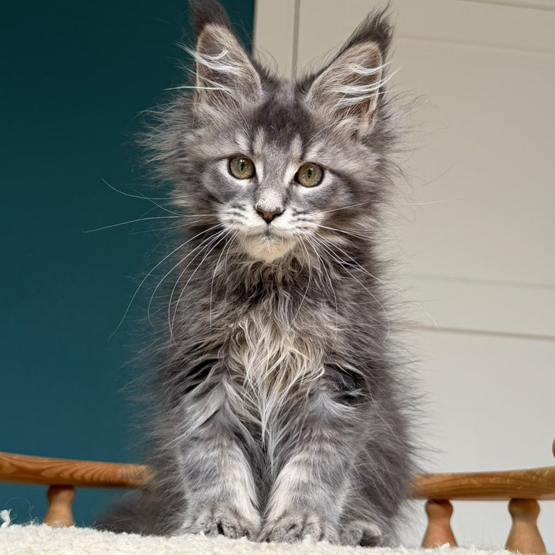 Taina Maine Coon female, blue tabby