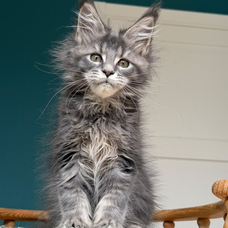 Taina Maine Coon female, blue tabby