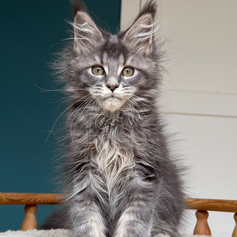 Taina Maine Coon female, blue tabby