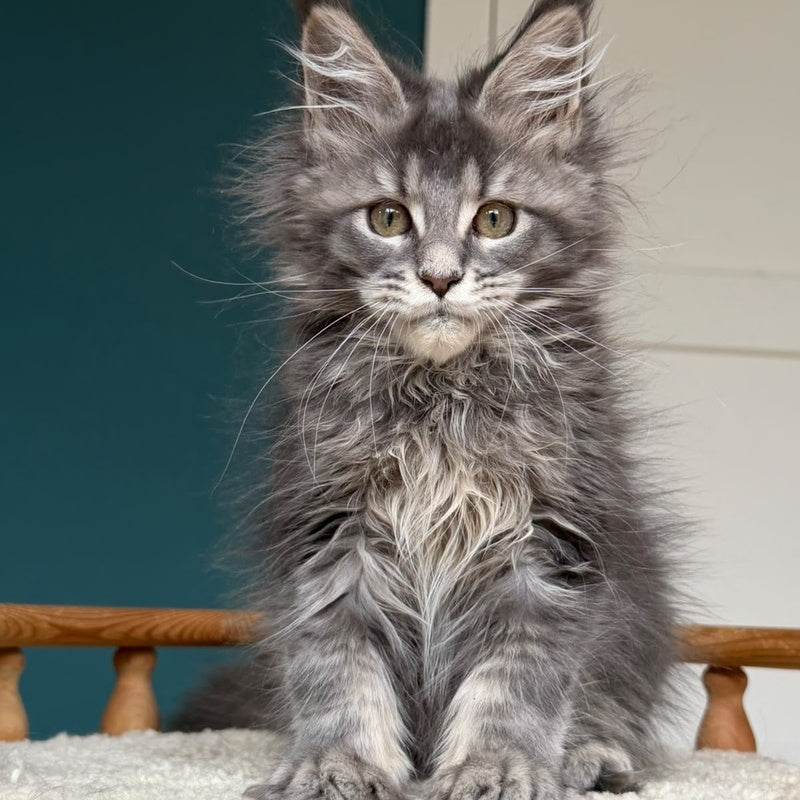 Taina Maine Coon female, blue tabby