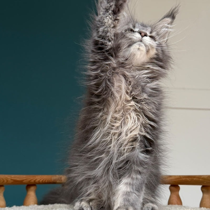 Taina Maine Coon female, blue tabby