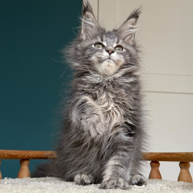 Taina Maine Coon female, blue tabby