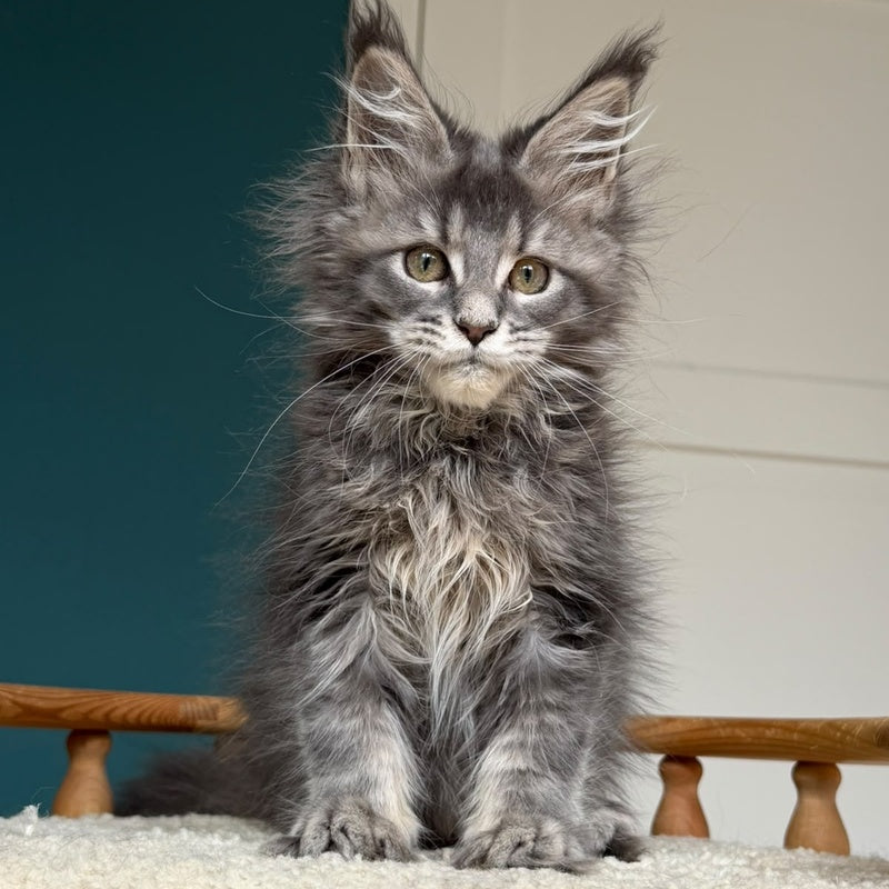 Taina Maine Coon female, blue tabby