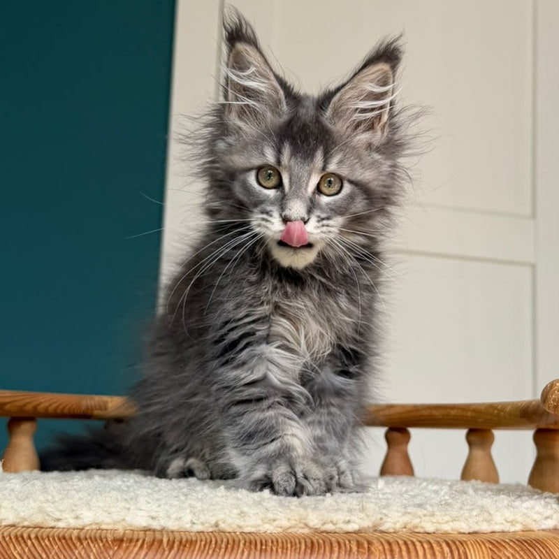 Taina Maine Coon female, blue tabby