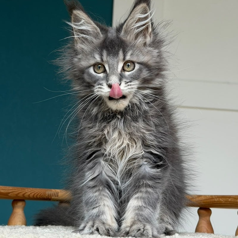 Taina Maine Coon female, blue tabby