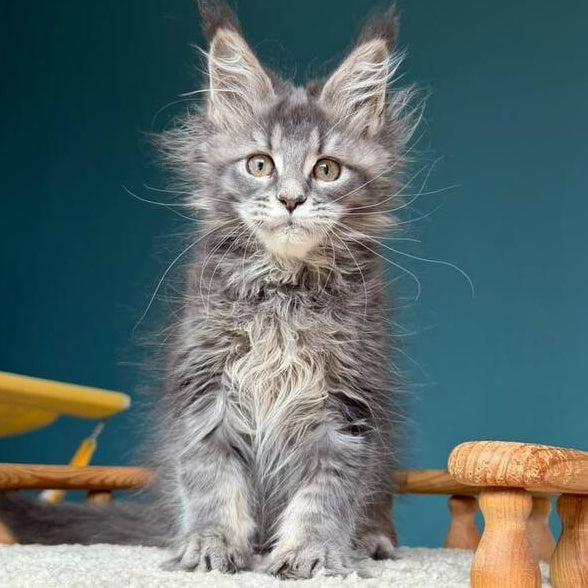 Taina Maine Coon female, blue tabby