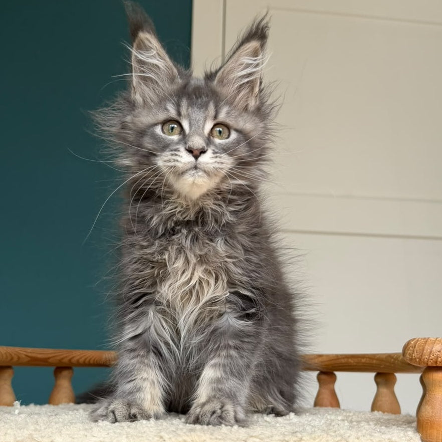 Taina Maine Coon female, blue tabby