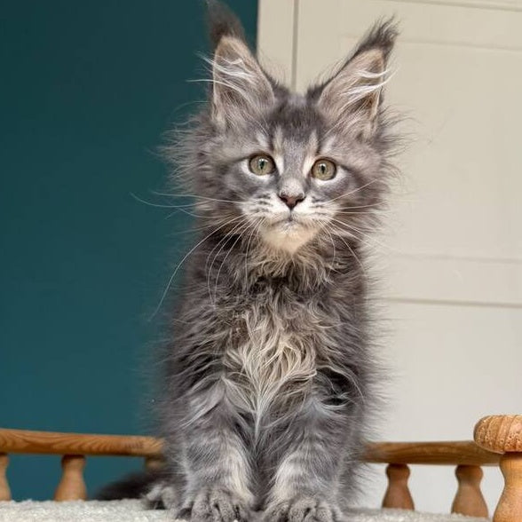 Taina Maine Coon female, blue tabby