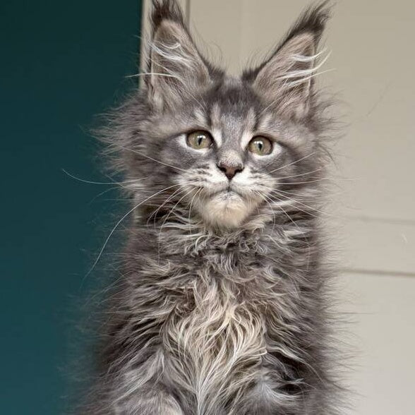 Taina Maine Coon female, blue tabby