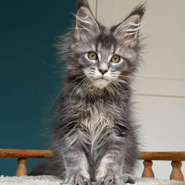 Taina Maine Coon female, blue tabby