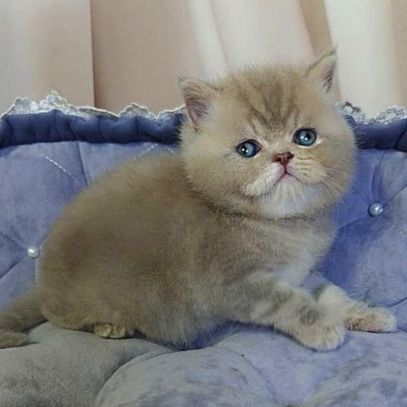 Rocky British Shorthair male, lilac